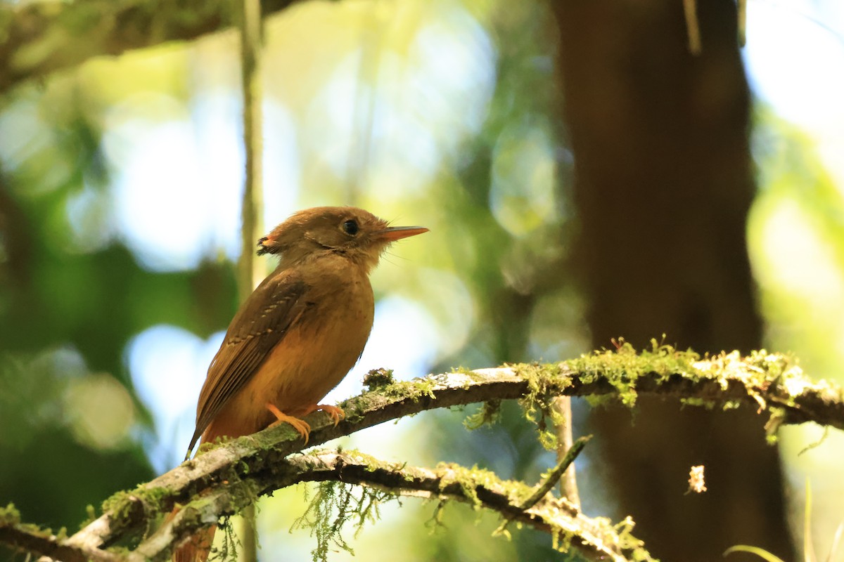 Atlantic Royal Flycatcher - ML646539800