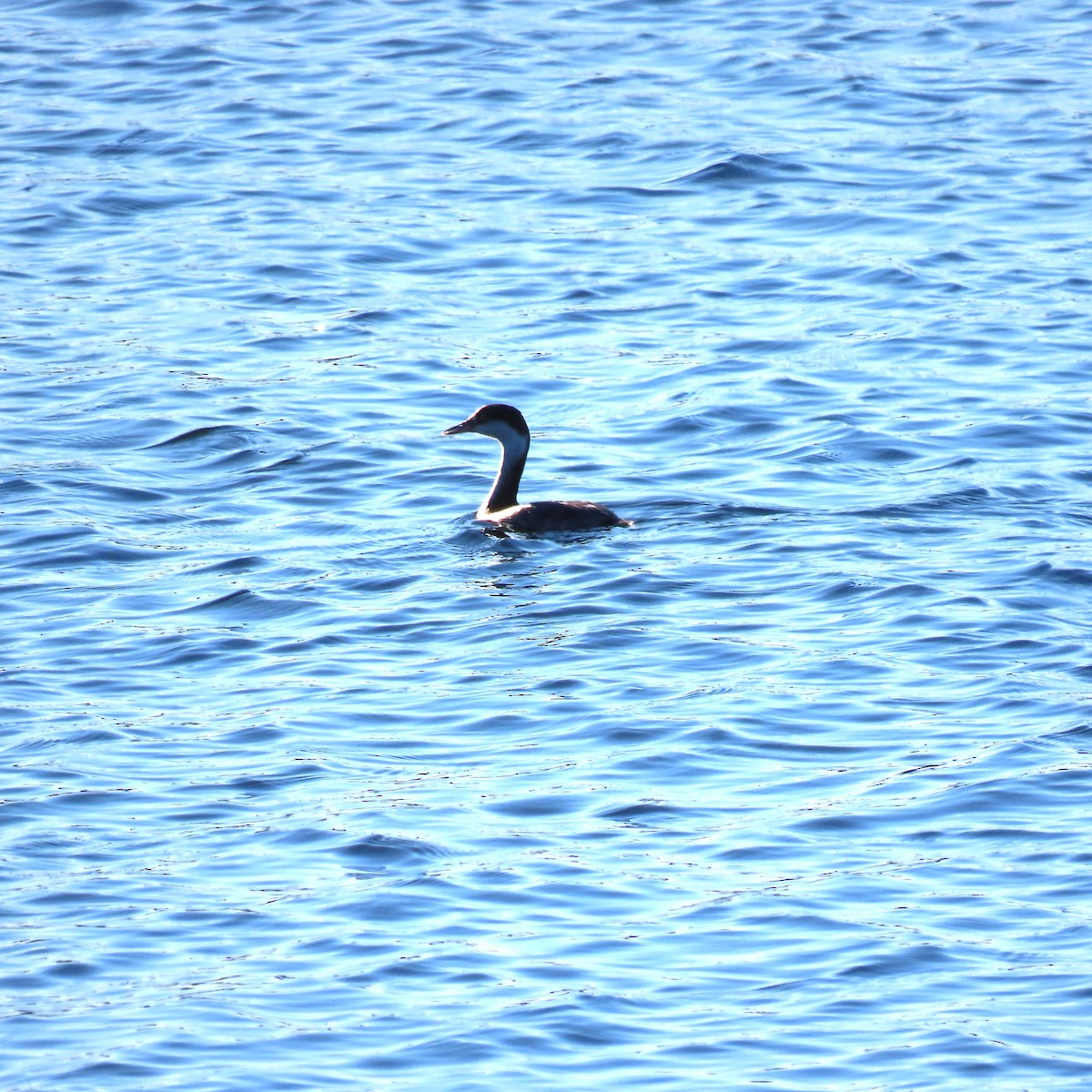 ミミカイツブリ - ML646539804