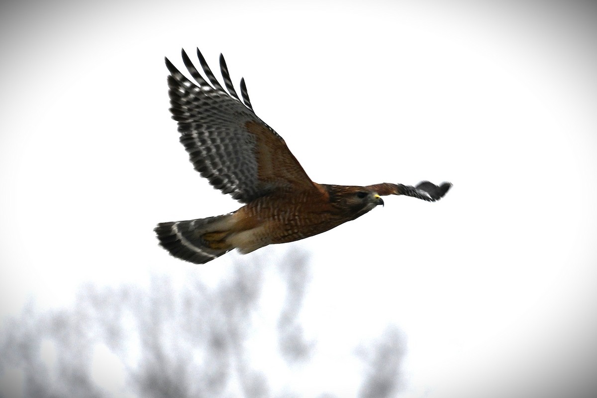 rødvingevåk - ML646539805