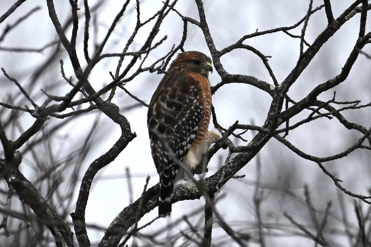 rødvingevåk - ML646539806