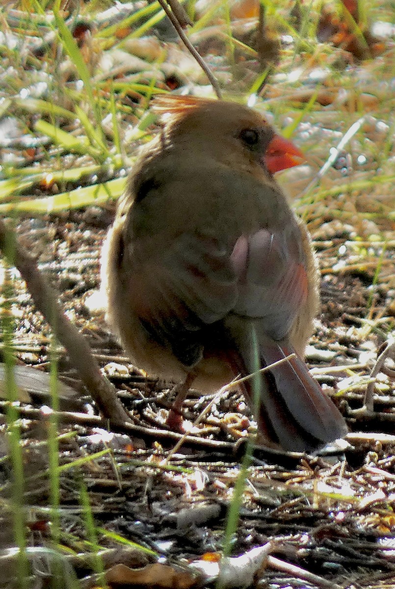 קרדינל צפוני - ML646539808