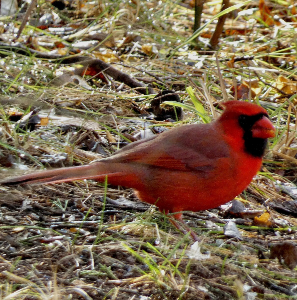 קרדינל צפוני - ML646539809