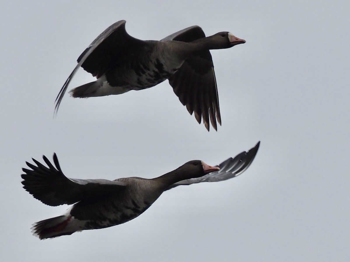 Antzara muturzuria - ML646539813