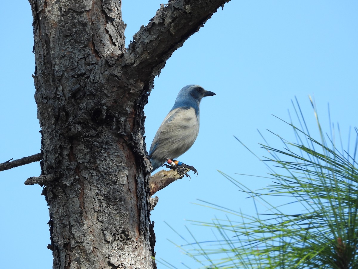 Florida Scrub-Jay - ML646539816