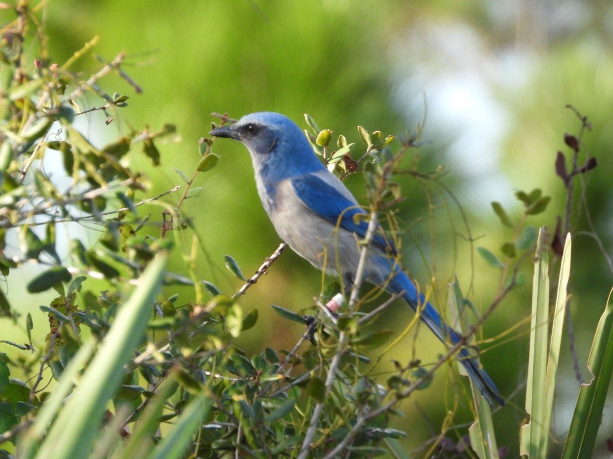 Florida Scrub-Jay - ML646539817