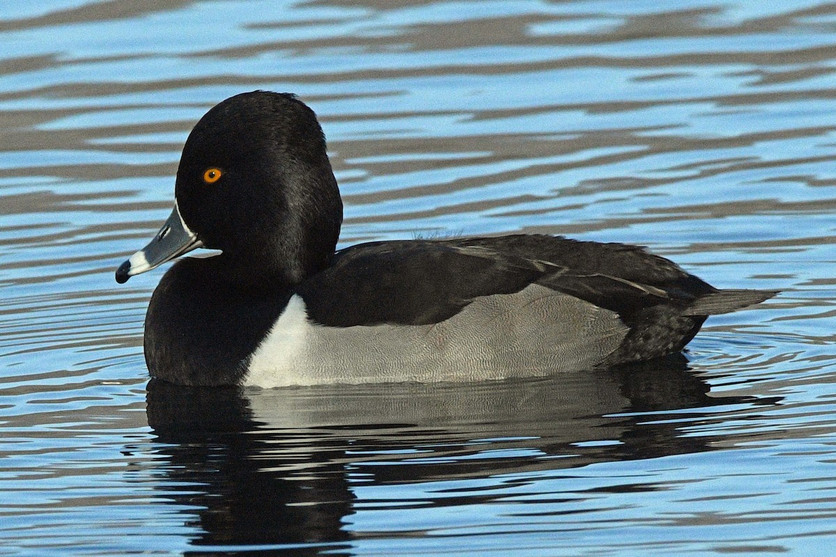 Ring-necked Duck - ML646539818