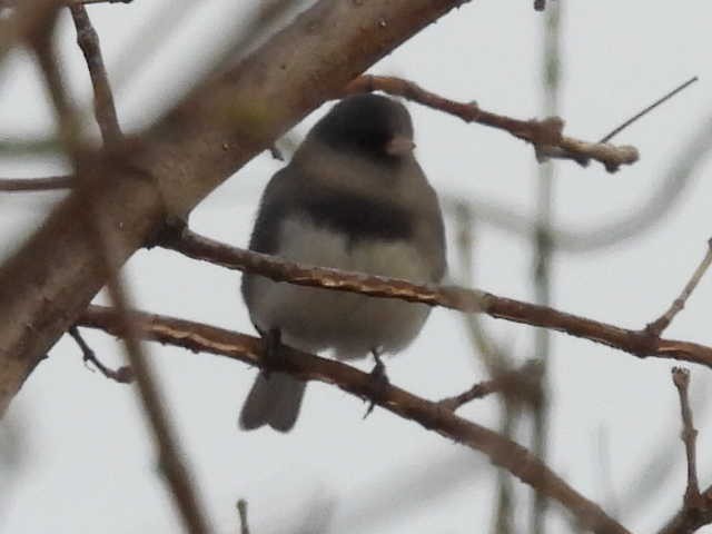 Юнко сірий - ML646539819