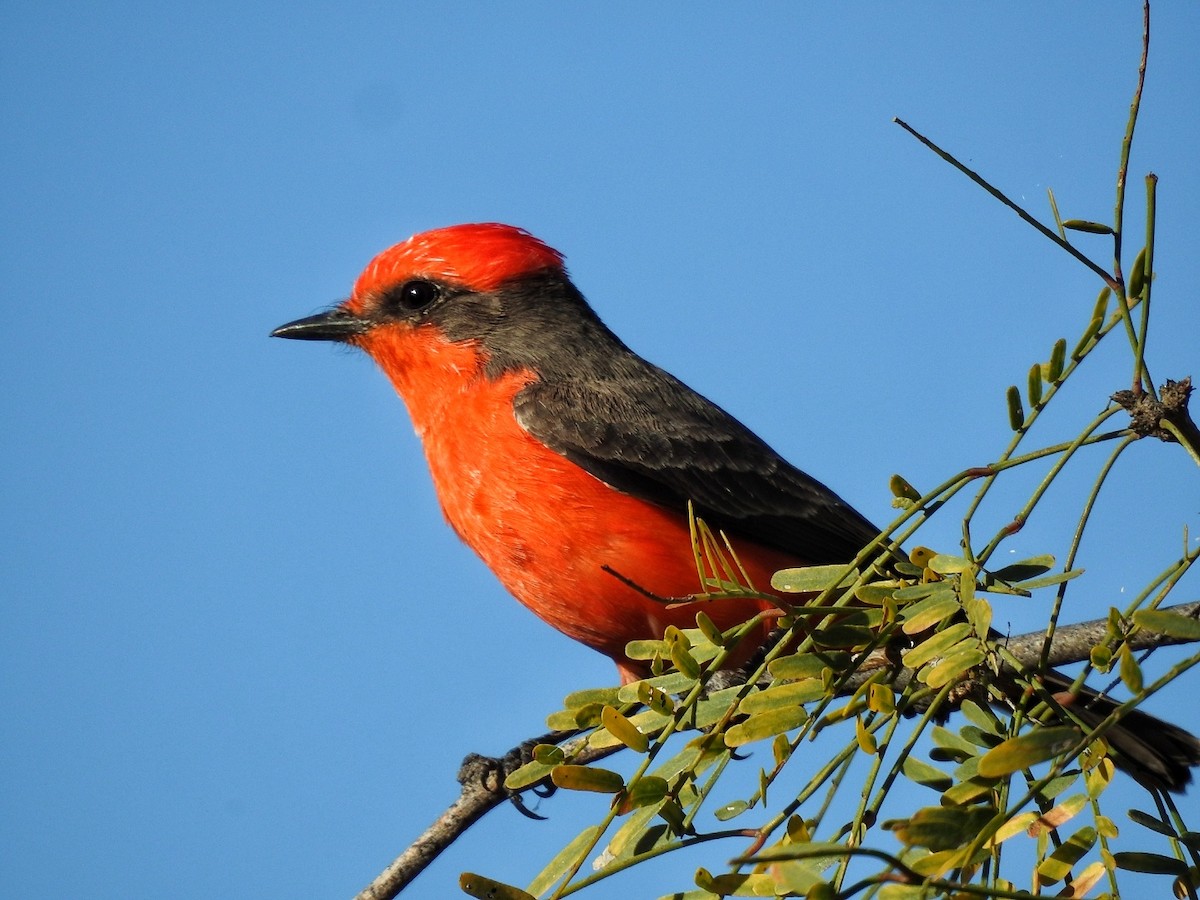 Vermilion Flycatcher - ML646539820
