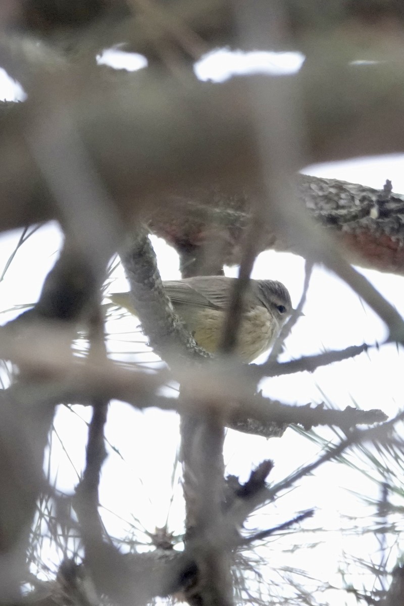 ヤシアメリカムシクイ - ML646539821