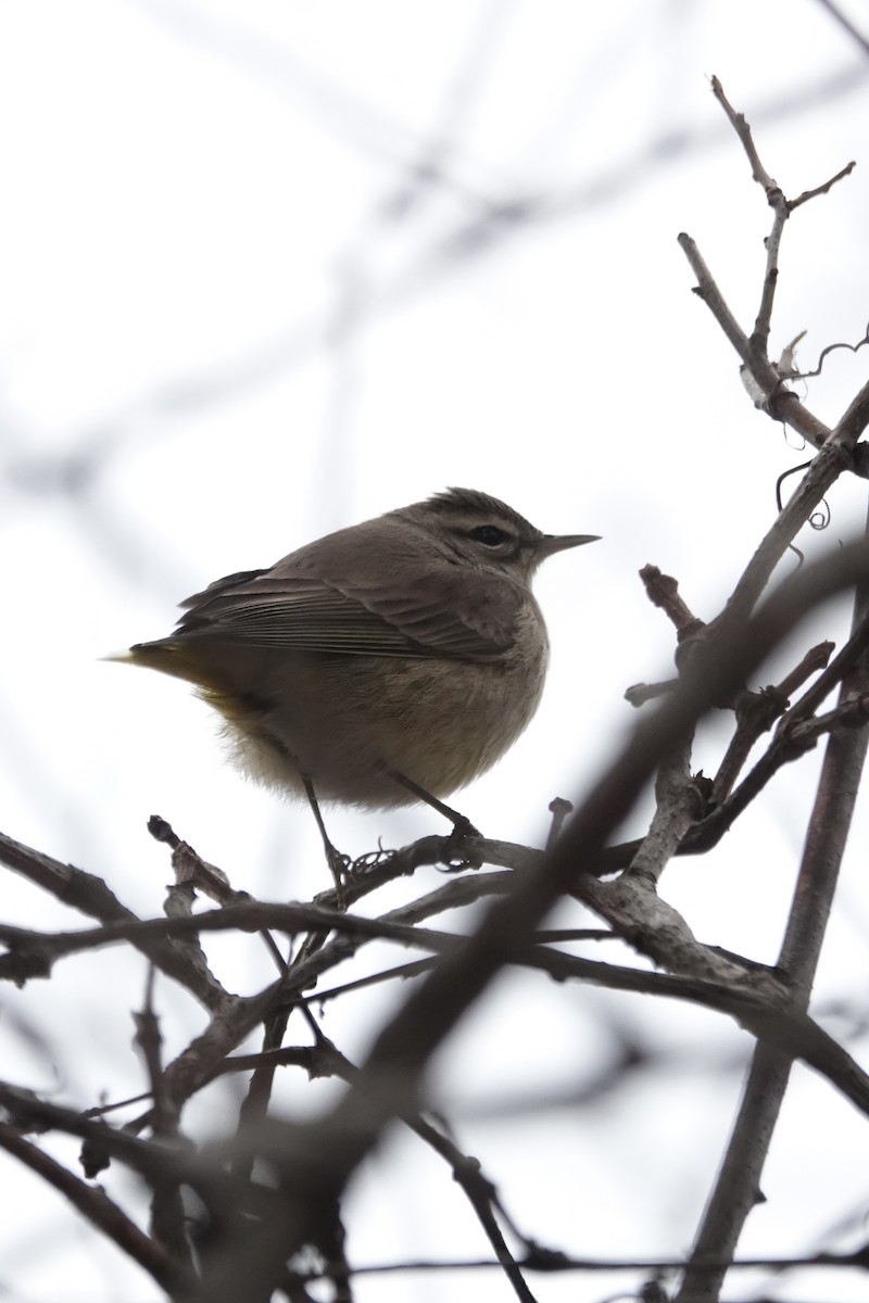 ヤシアメリカムシクイ - ML646539822