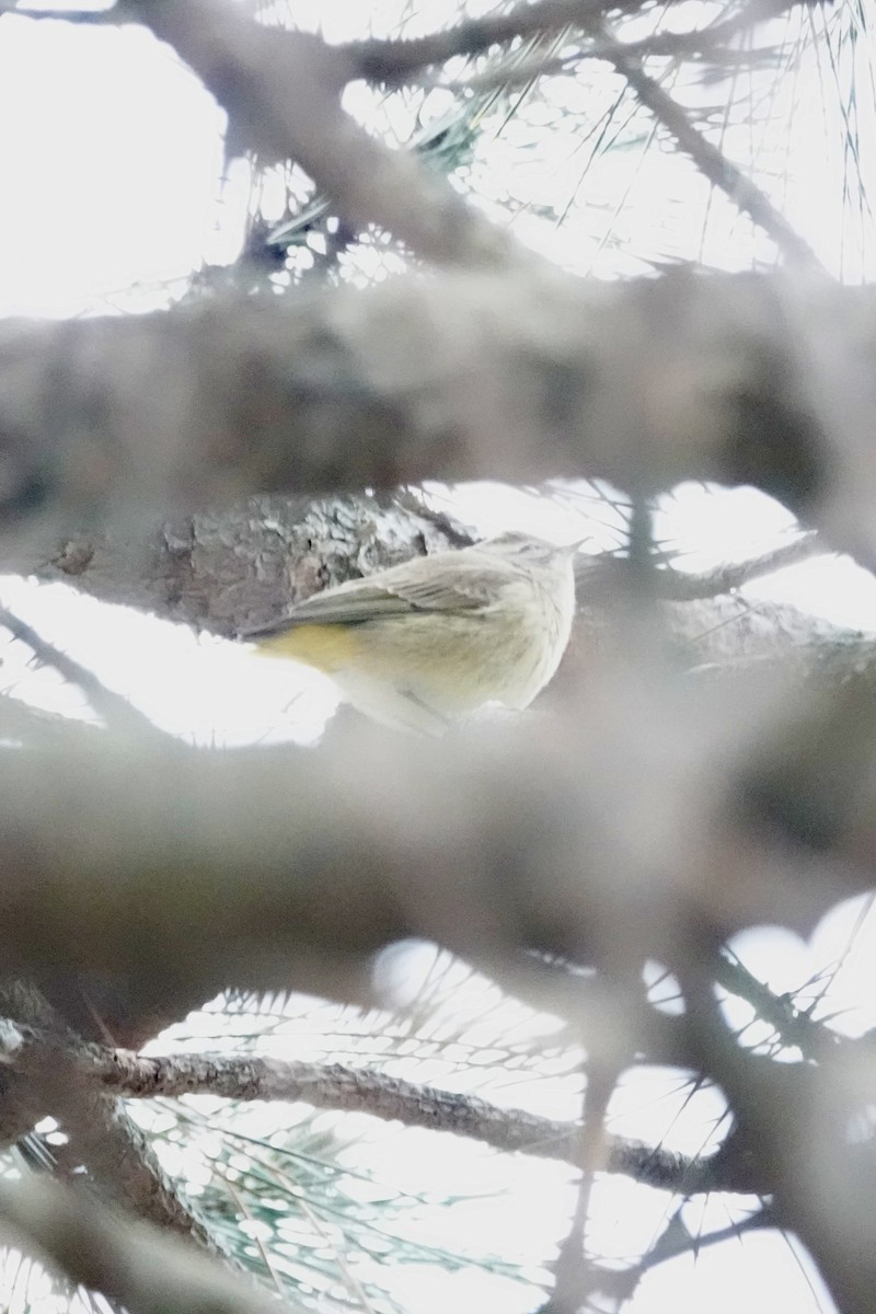 ヤシアメリカムシクイ - ML646539823