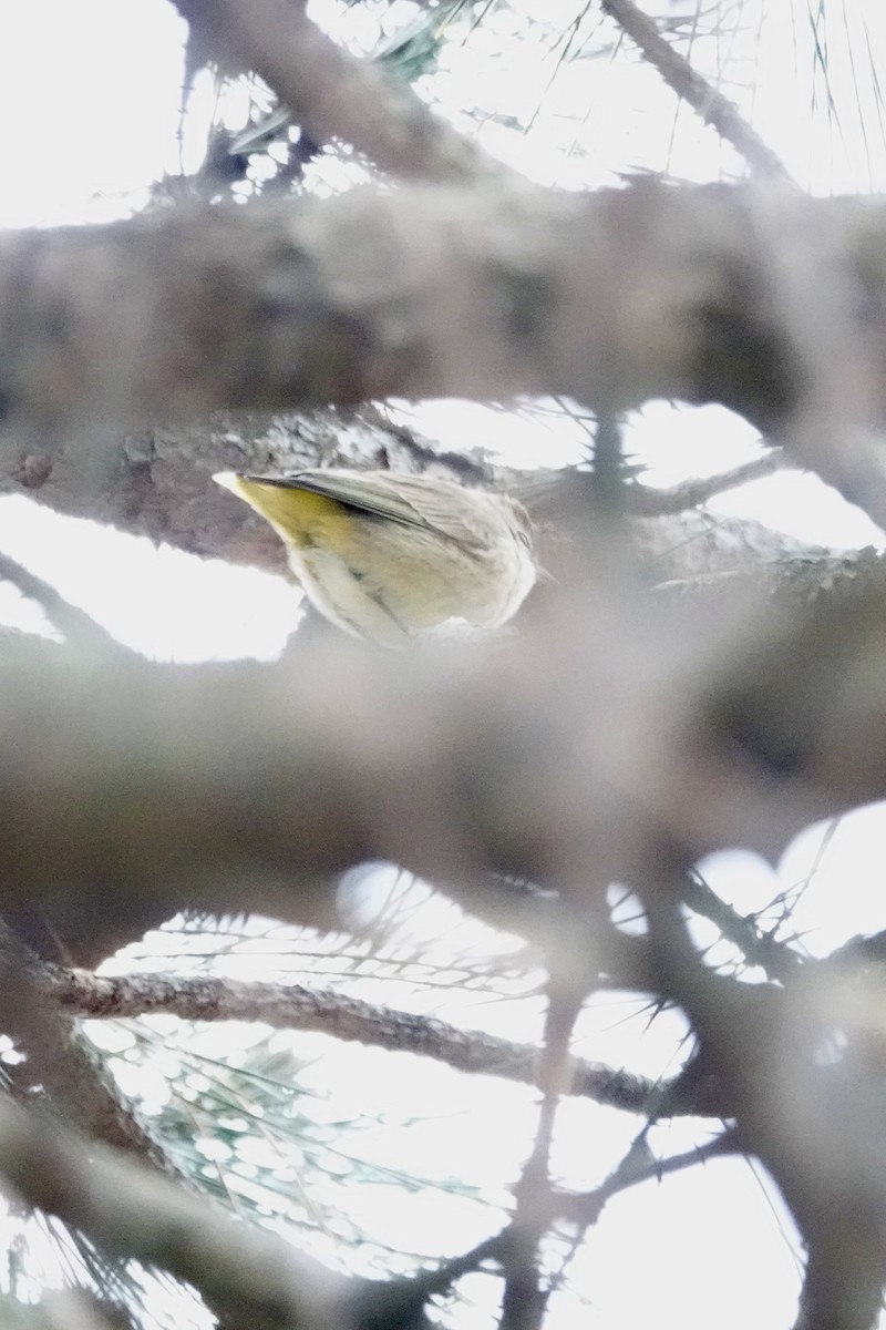 ヤシアメリカムシクイ - ML646539824