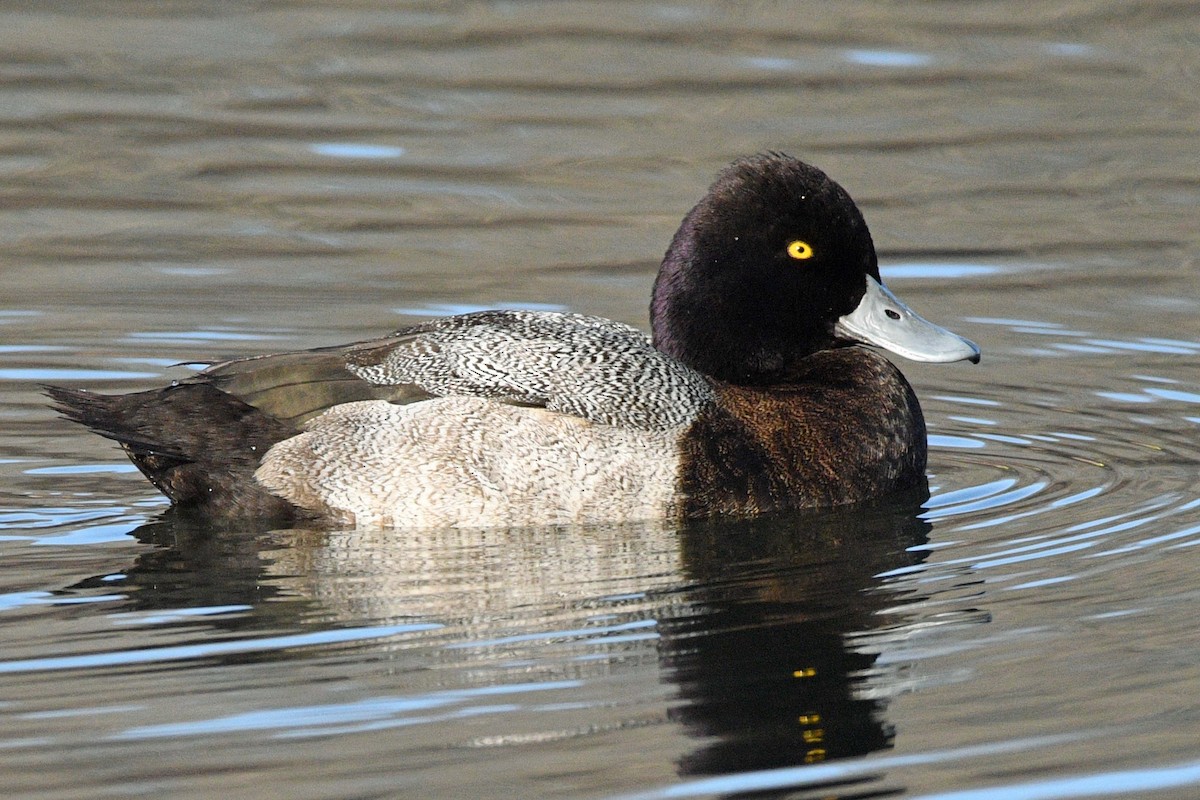 Lesser Scaup - ML646539827