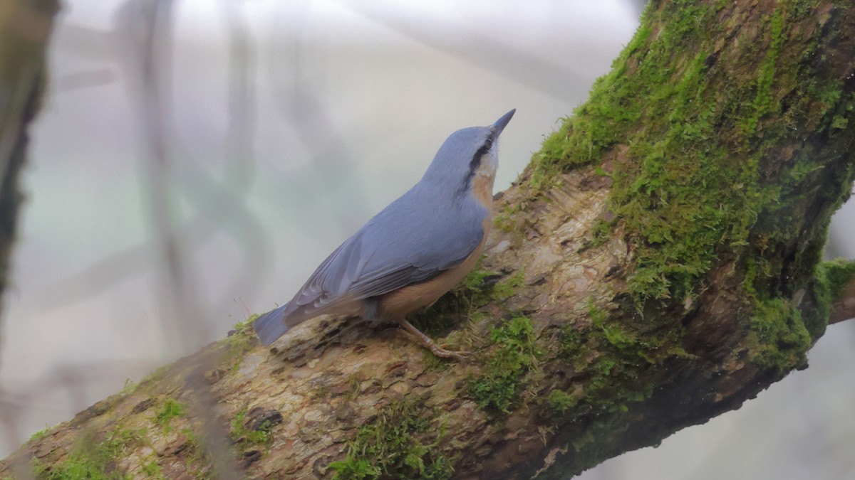 Повзик звичайний - ML646539828