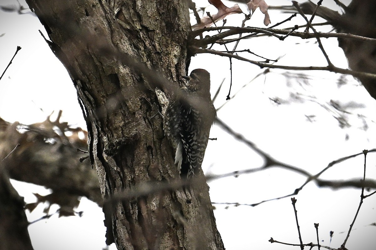 kanadasevjespett - ML646539830