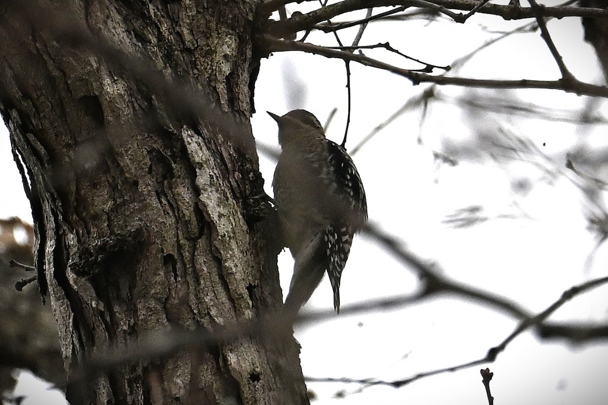 kanadasevjespett - ML646539831