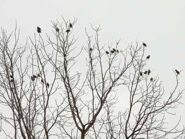 Шпак звичайний - ML646539834