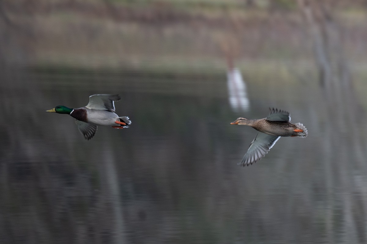 Mallard - ML646539835