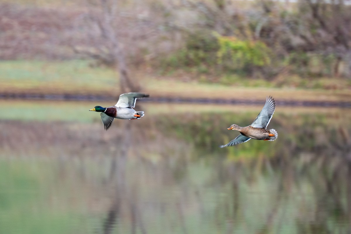 Mallard - ML646539836