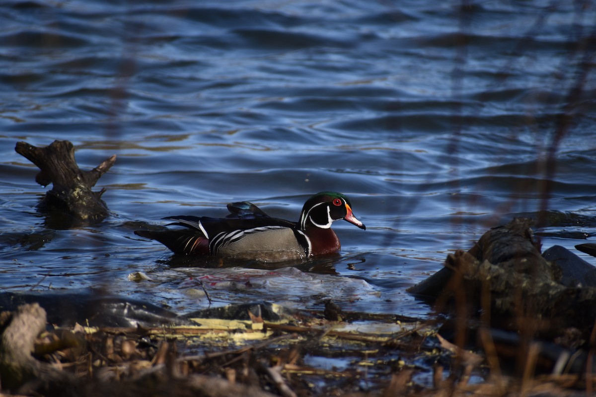 美洲鴛鴦 - ML646539837