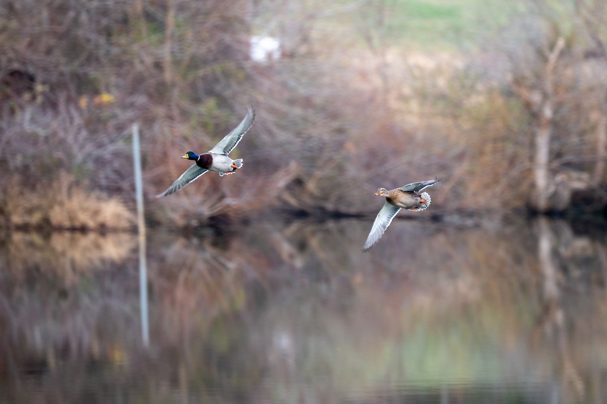 Mallard - ML646539838