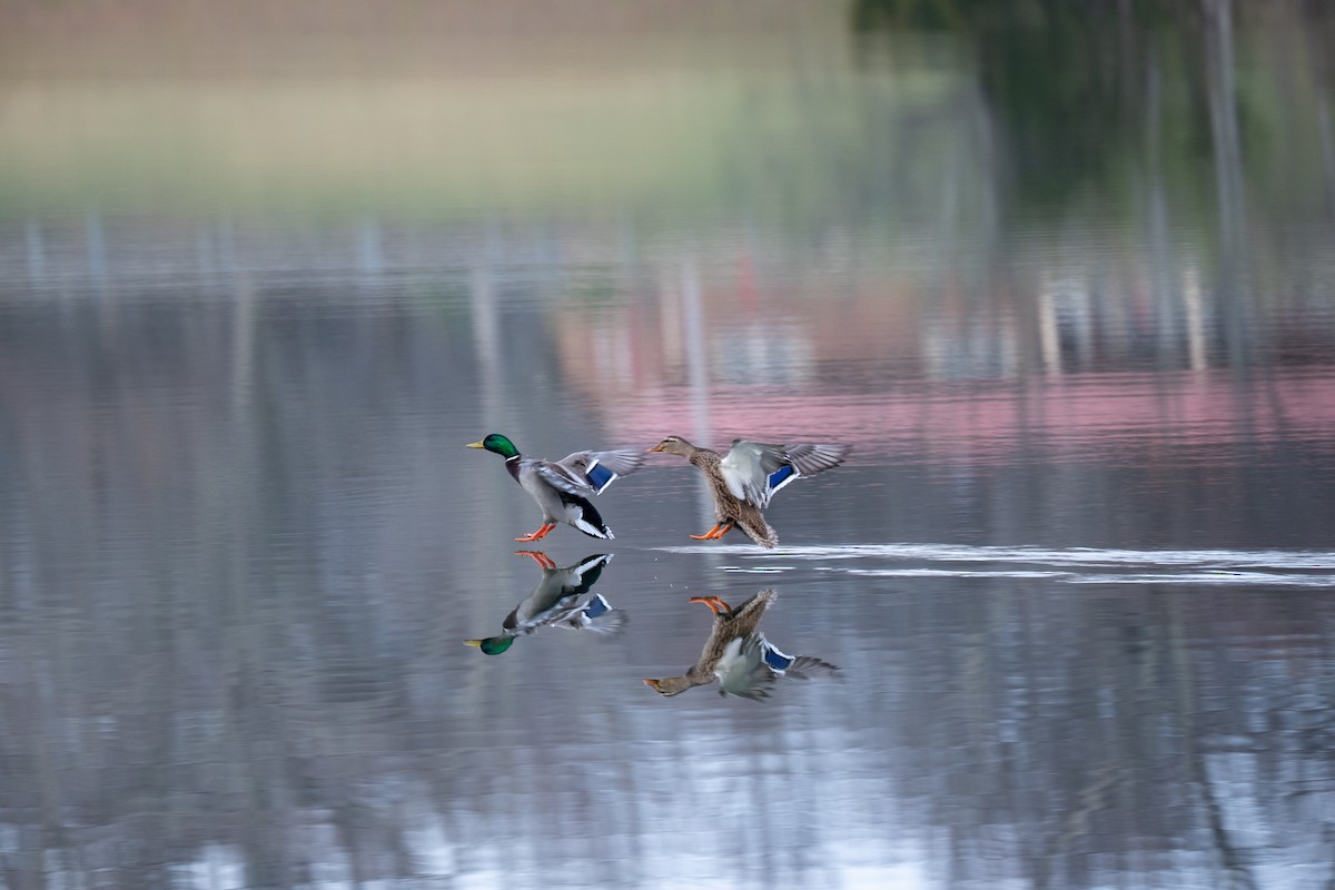 Mallard - ML646539839