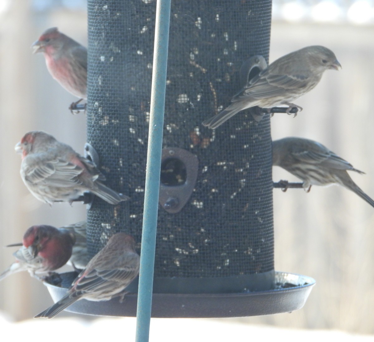 House Finch - ML646539840