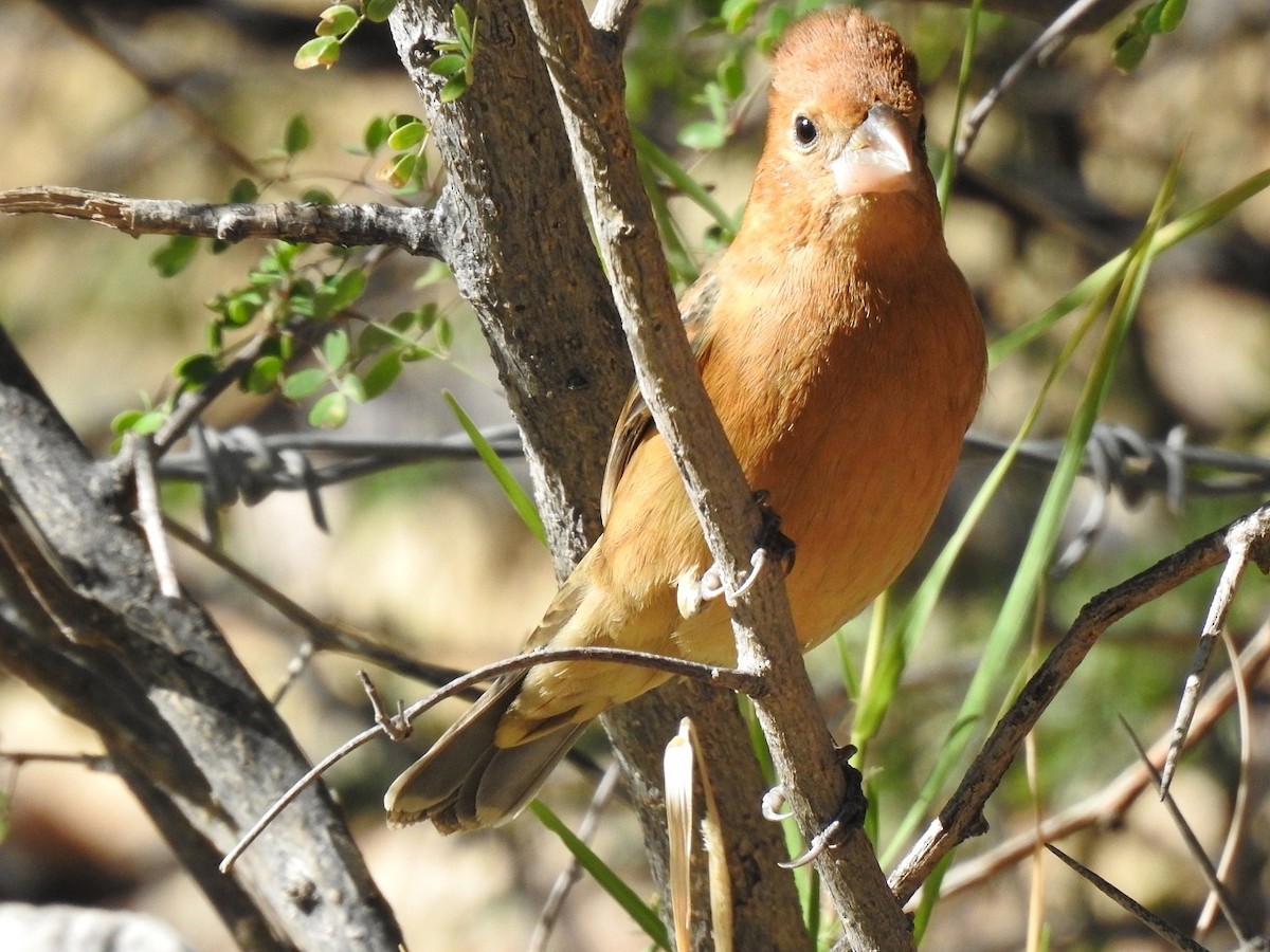 Blue Grosbeak - ML646539841