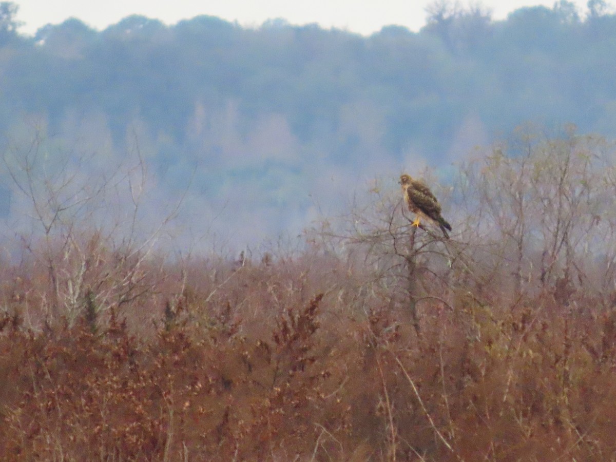 Northern Harrier - ML646539842