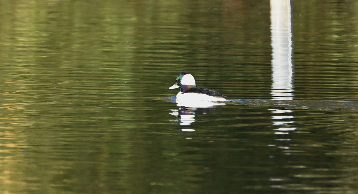 Bufflehead - ML646539843