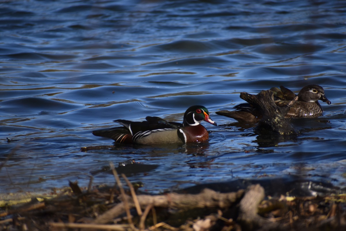 美洲鴛鴦 - ML646539845