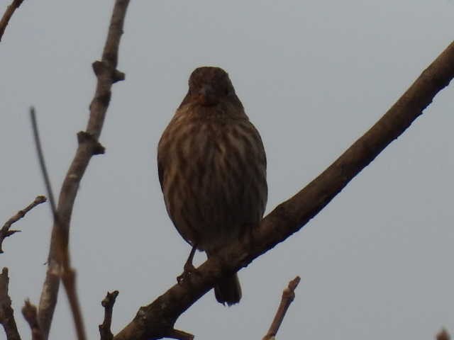 Чечевиця садова - ML646539846