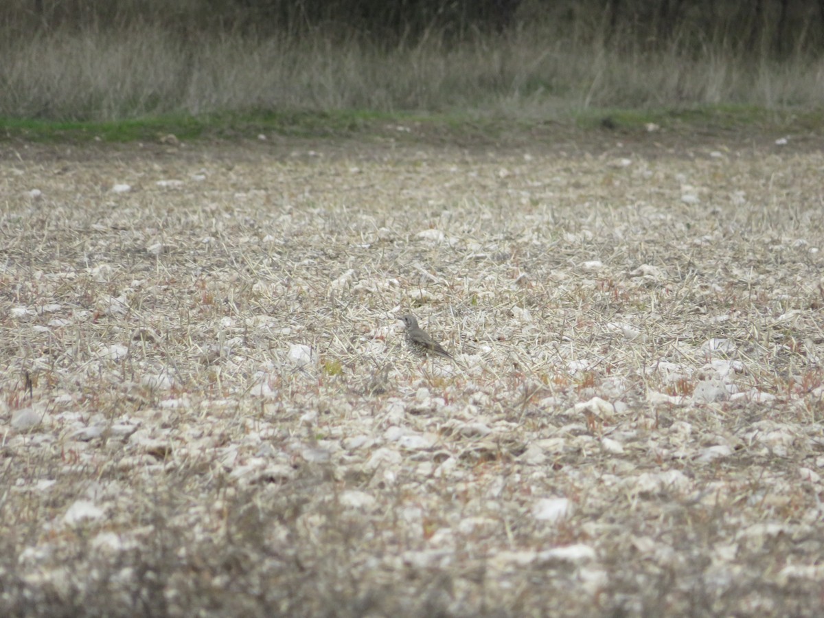 Grive draine - ML646539847