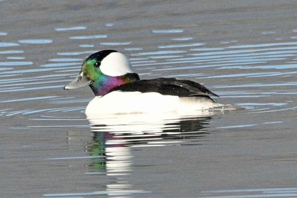 Bufflehead - ML646539848