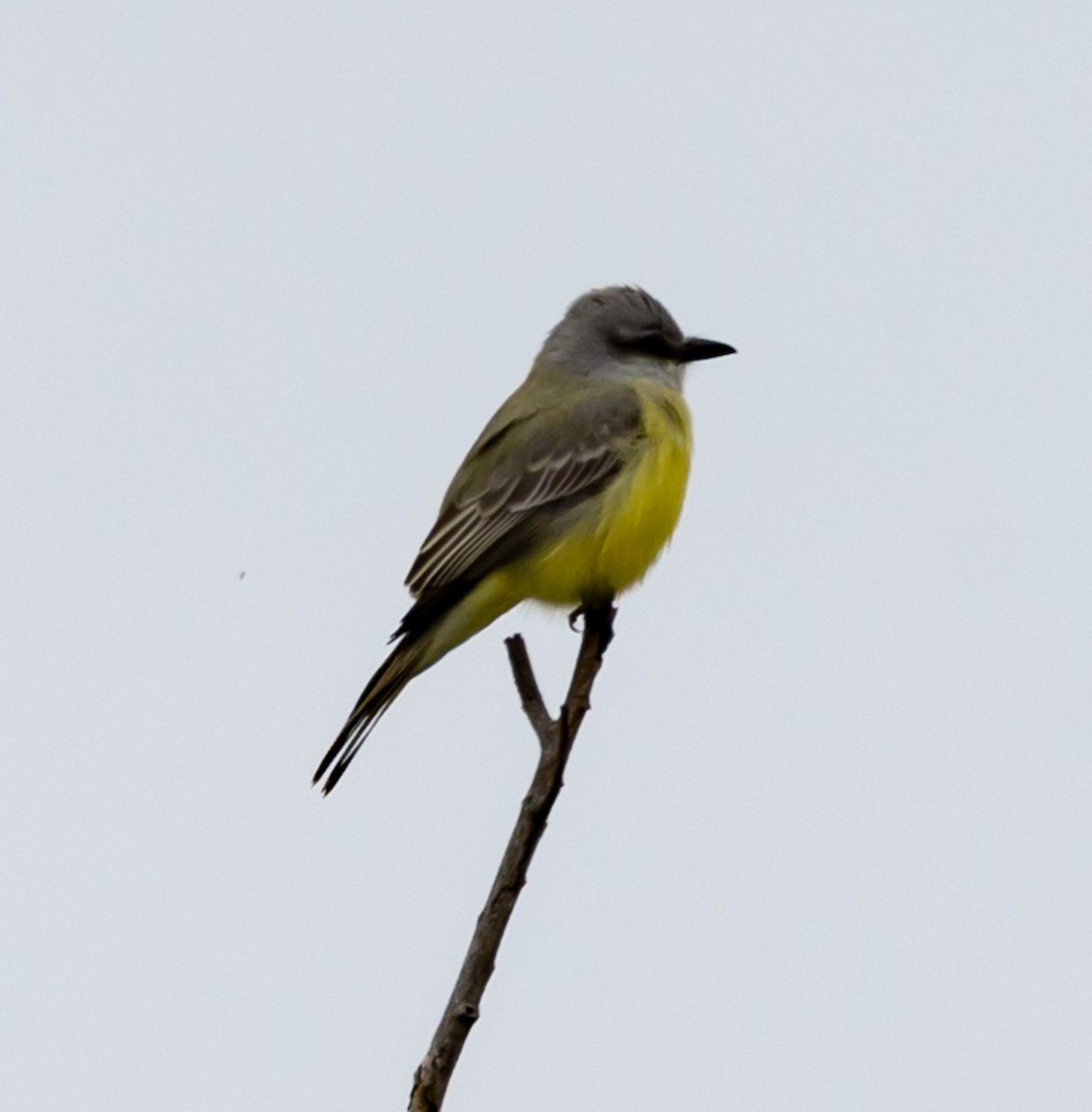 Tropical Kingbird - ML646539849