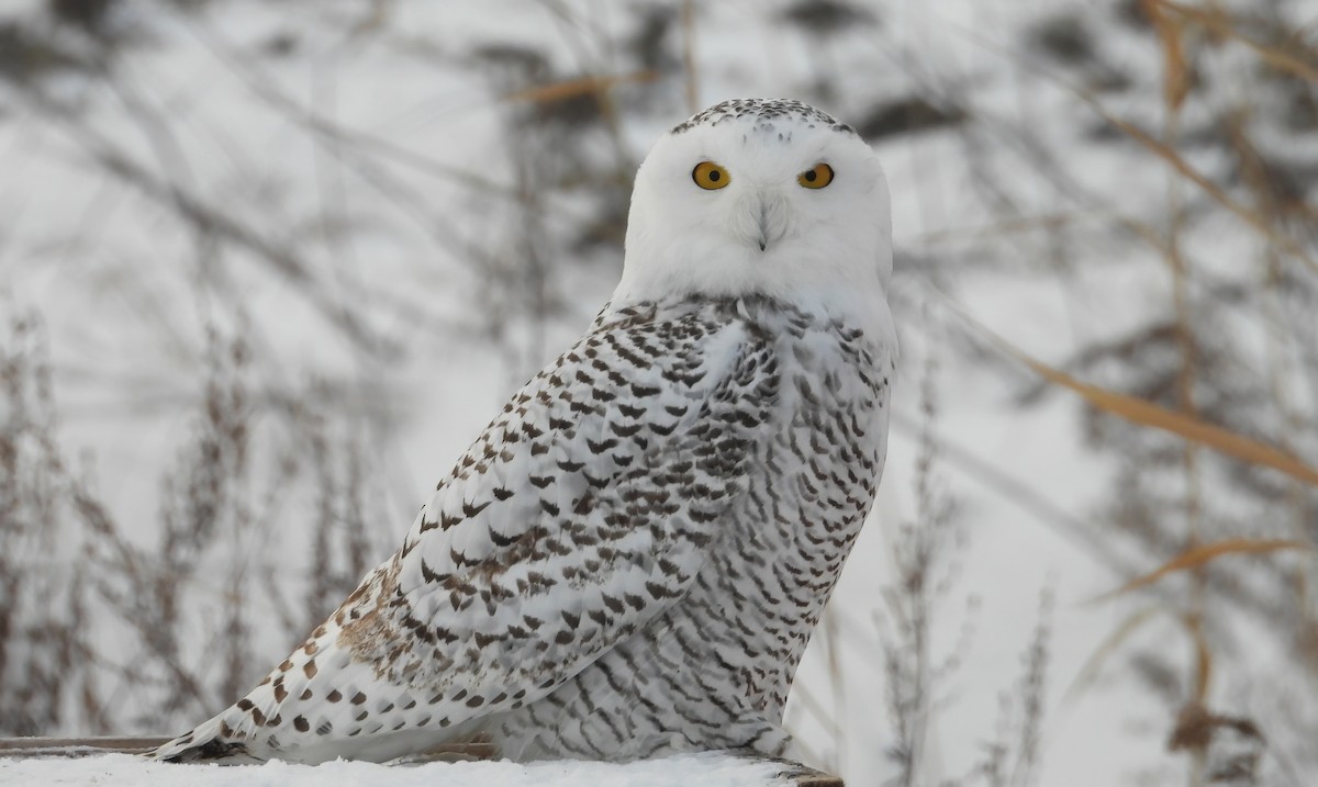 Snowy Owl - ML646539850