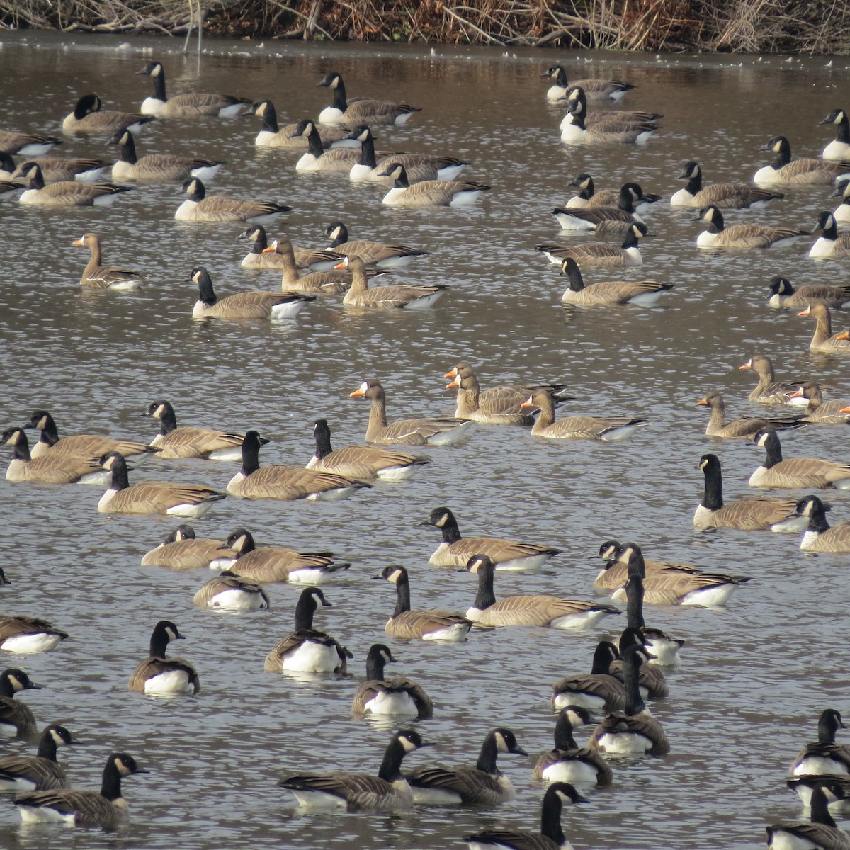 Antzara muturzuria - ML646539851