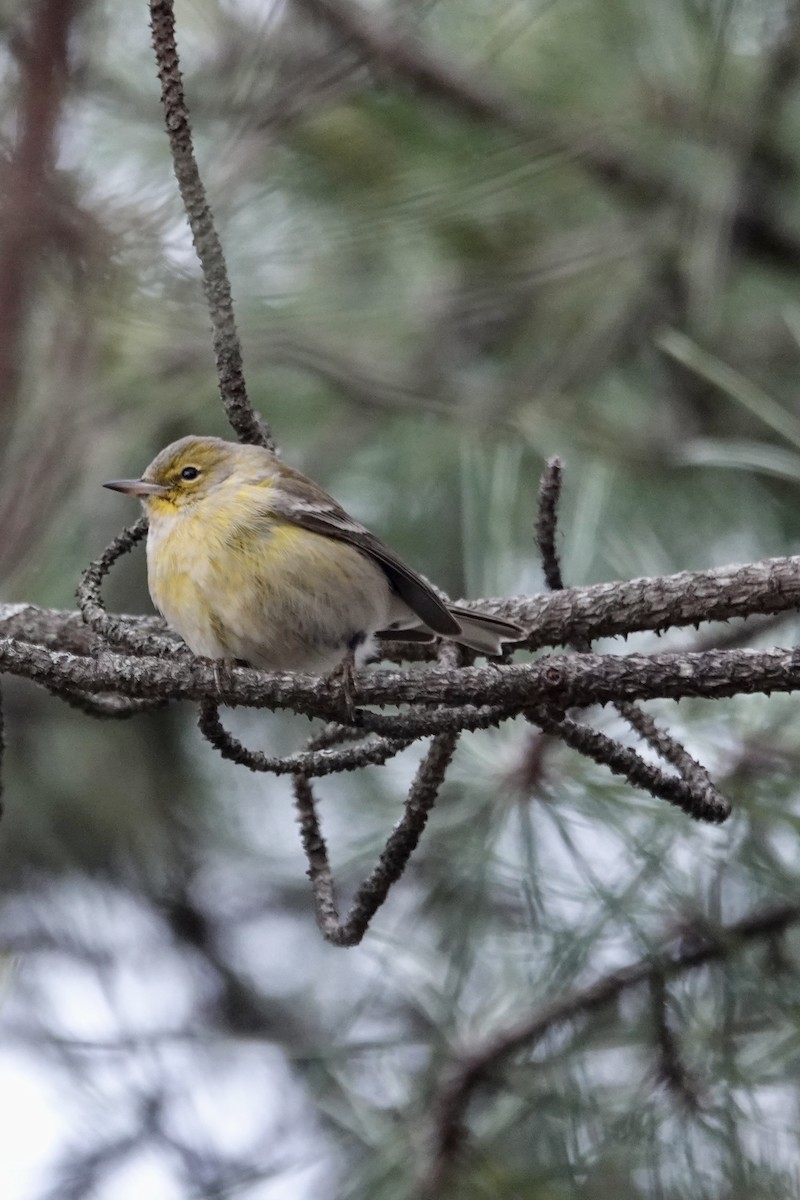 マツアメリカムシクイ - ML646539852