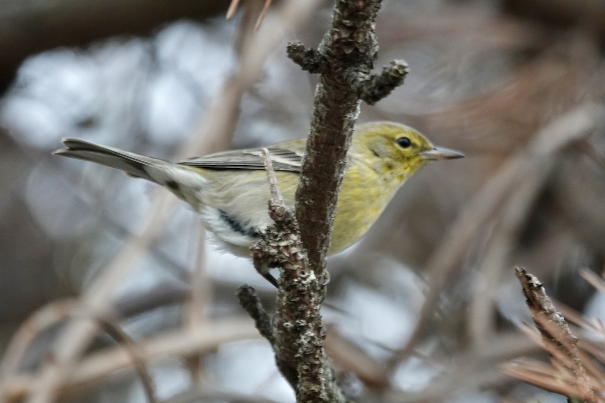 マツアメリカムシクイ - ML646539853