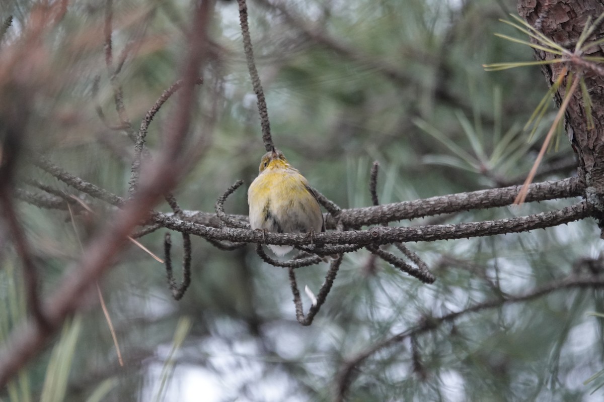 マツアメリカムシクイ - ML646539854