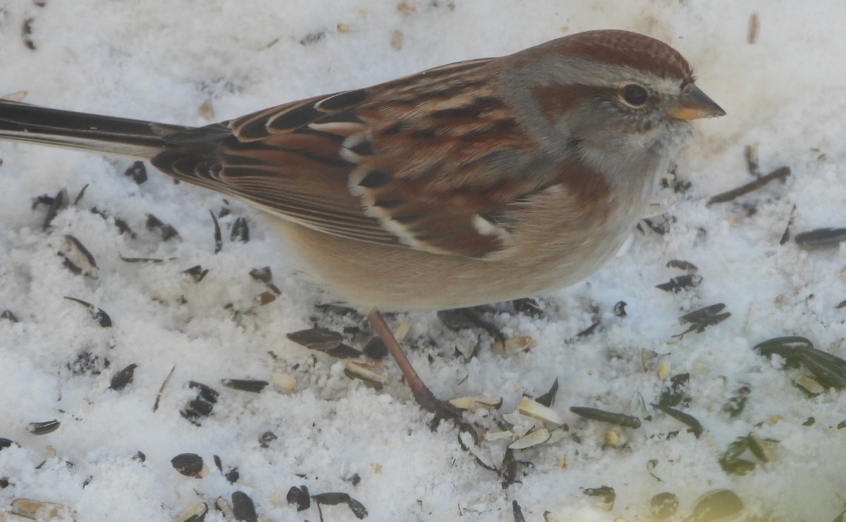 American Tree Sparrow - ML646539855