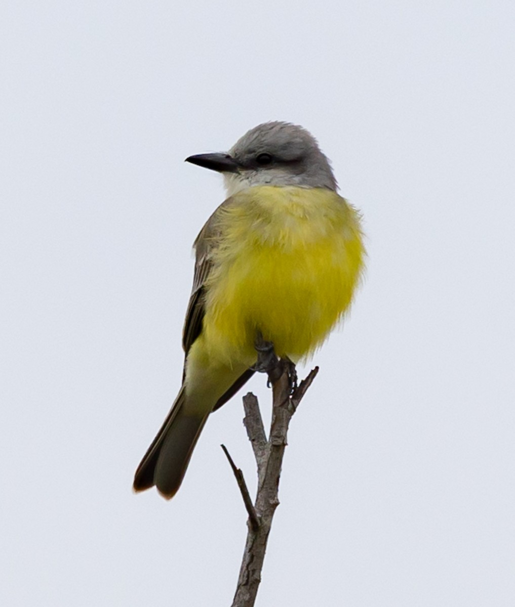 Tropical Kingbird - ML646539856