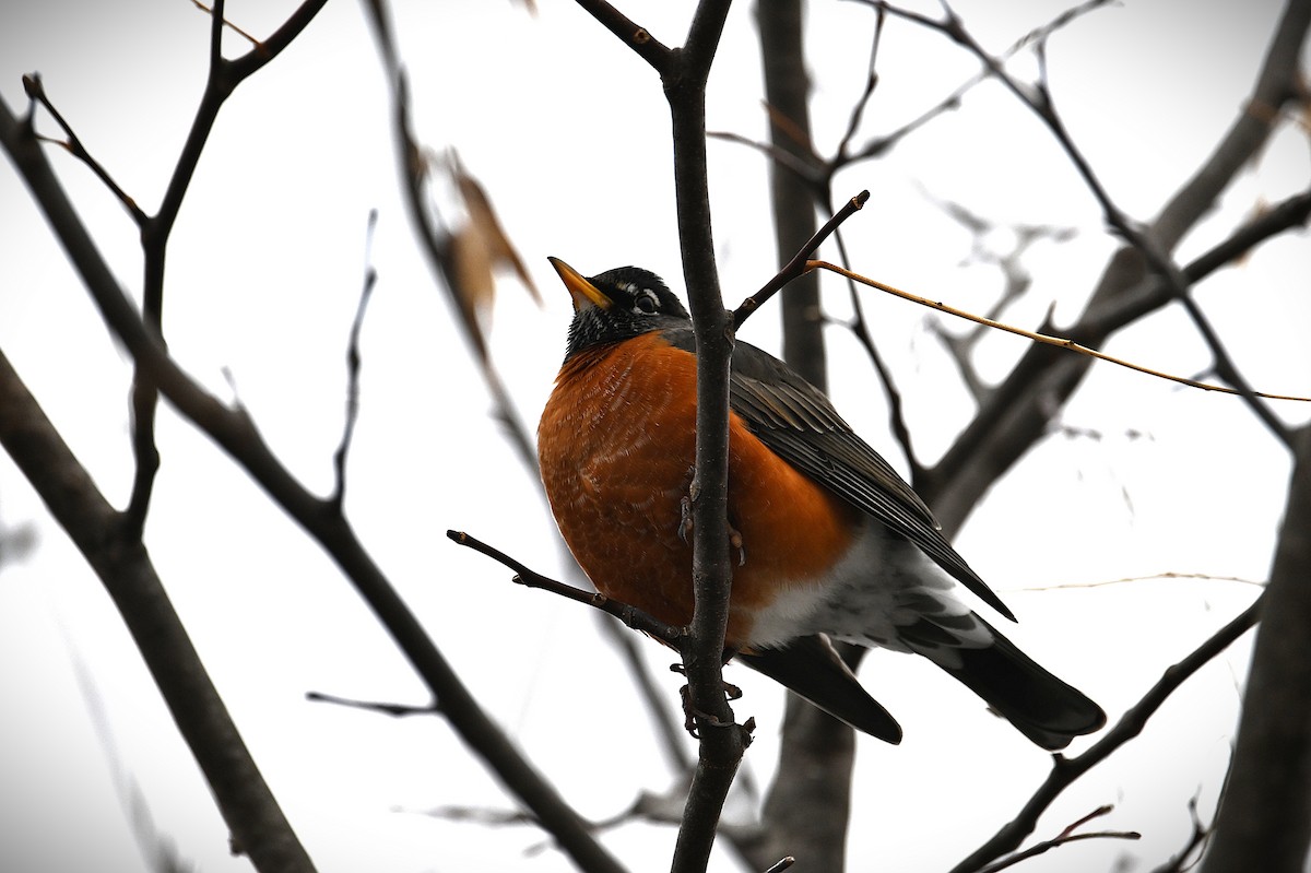 vandretrost - ML646539857