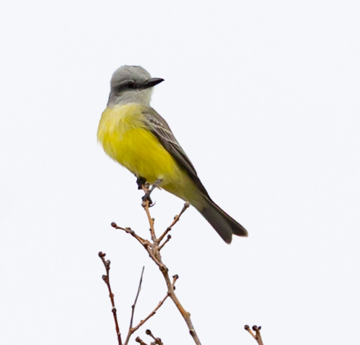 Tropical Kingbird - ML646539861