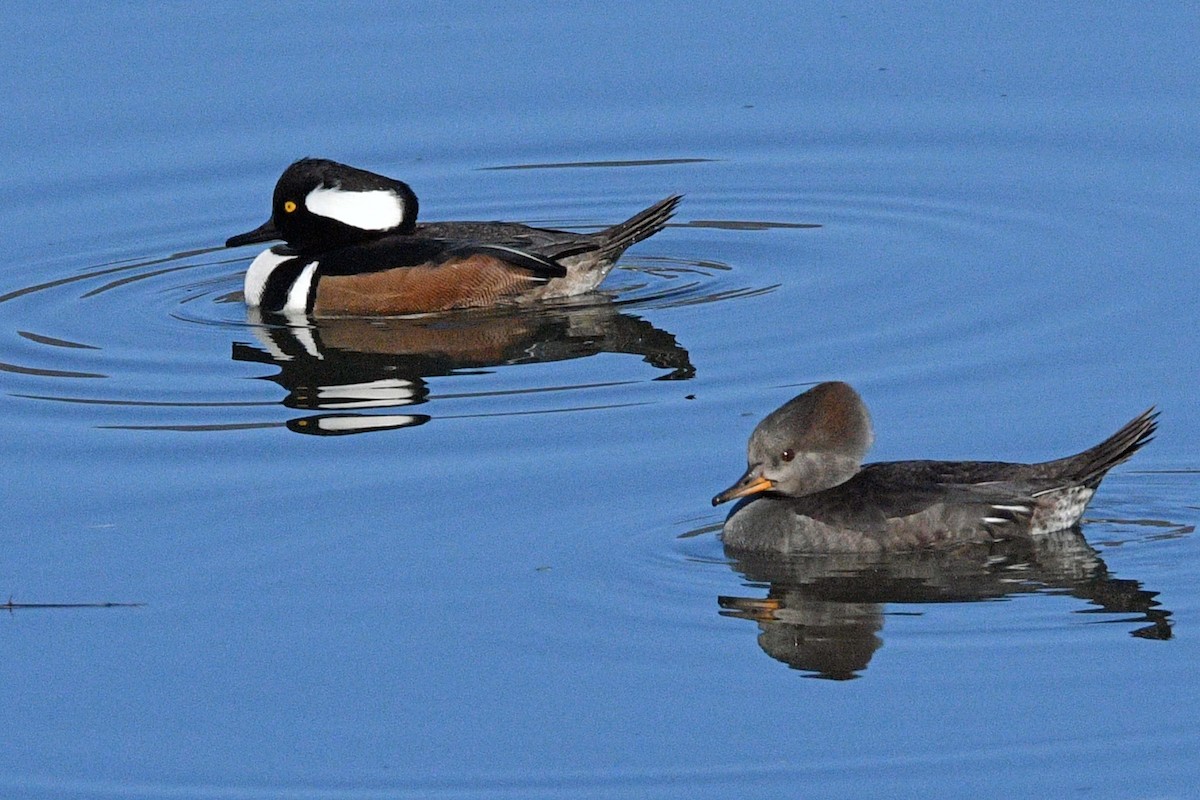 Hooded Merganser - ML646539864