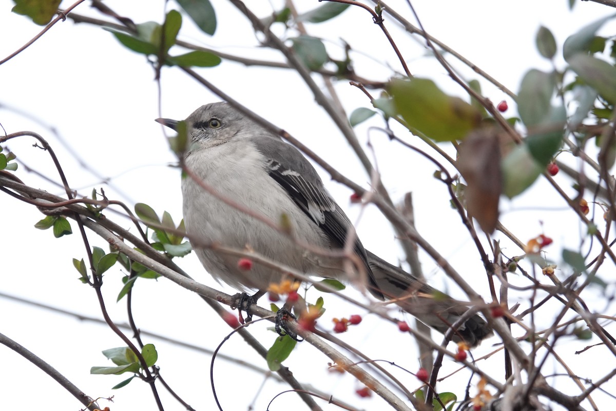 マネシツグミ - ML646539865