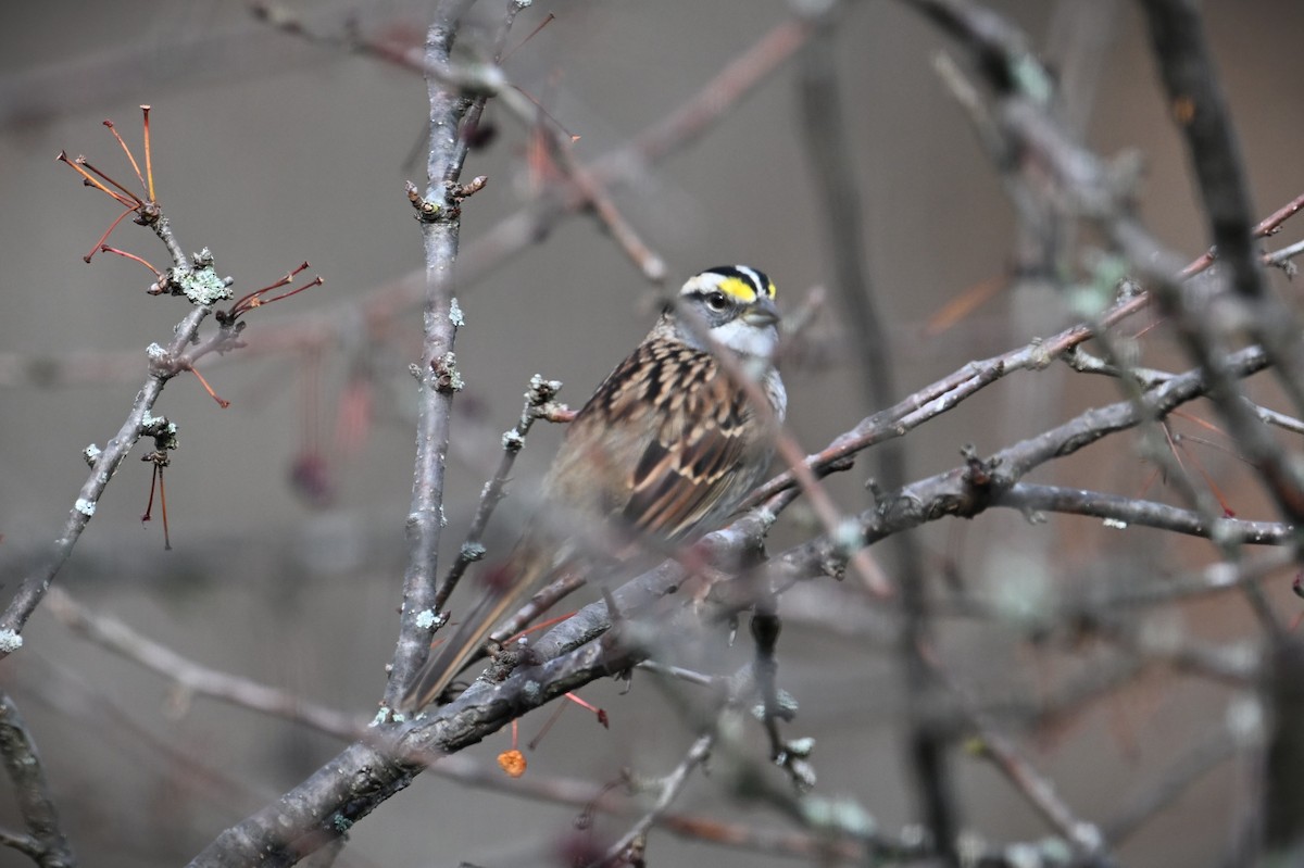 hvitstrupespurv - ML646539866