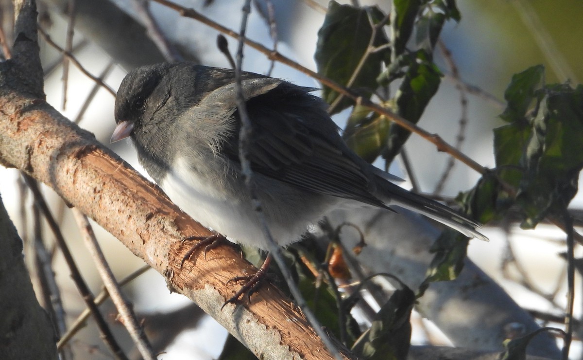 Dark-eyed Junco - ML646539867