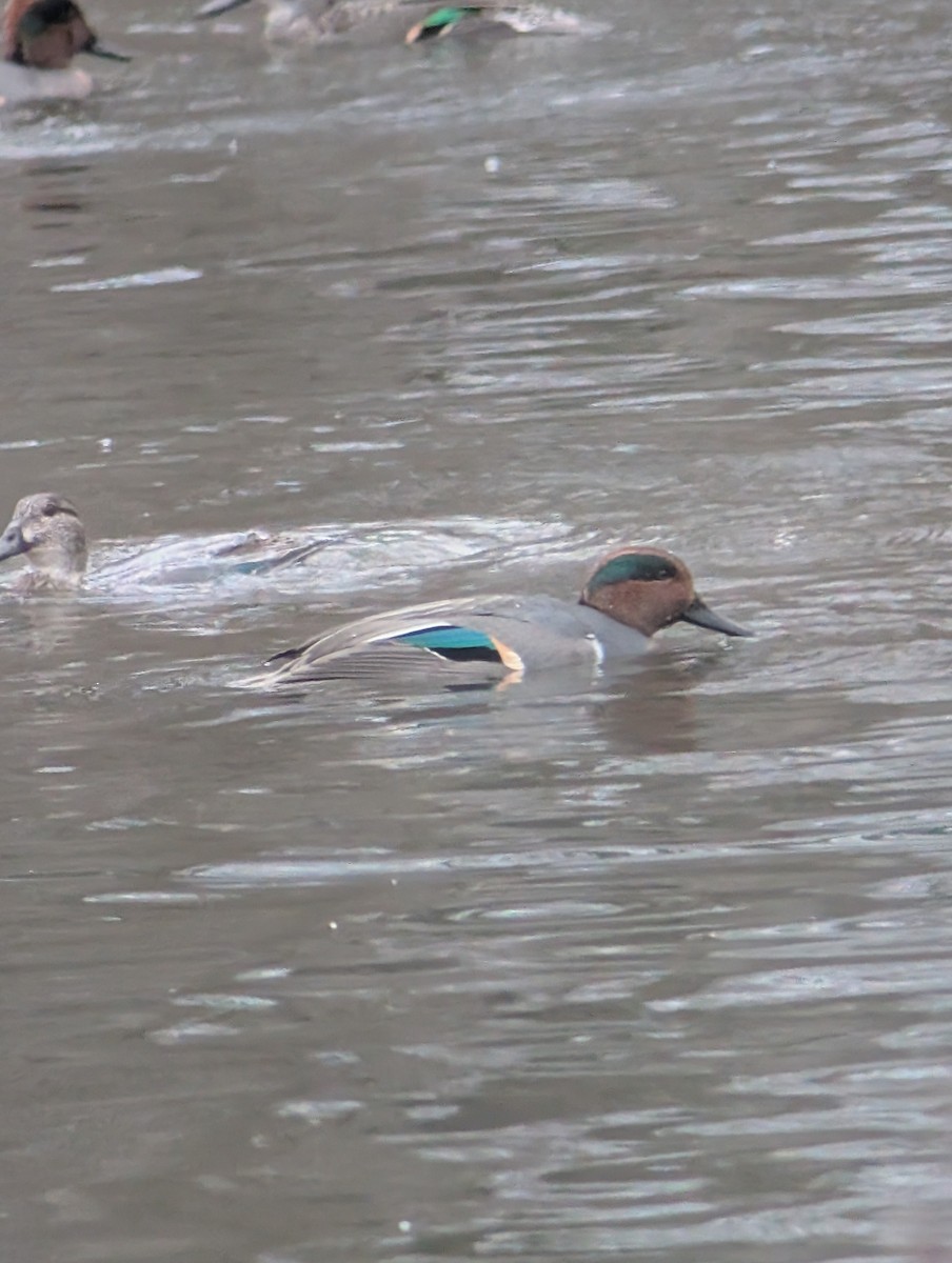Green-winged Teal - ML646539868