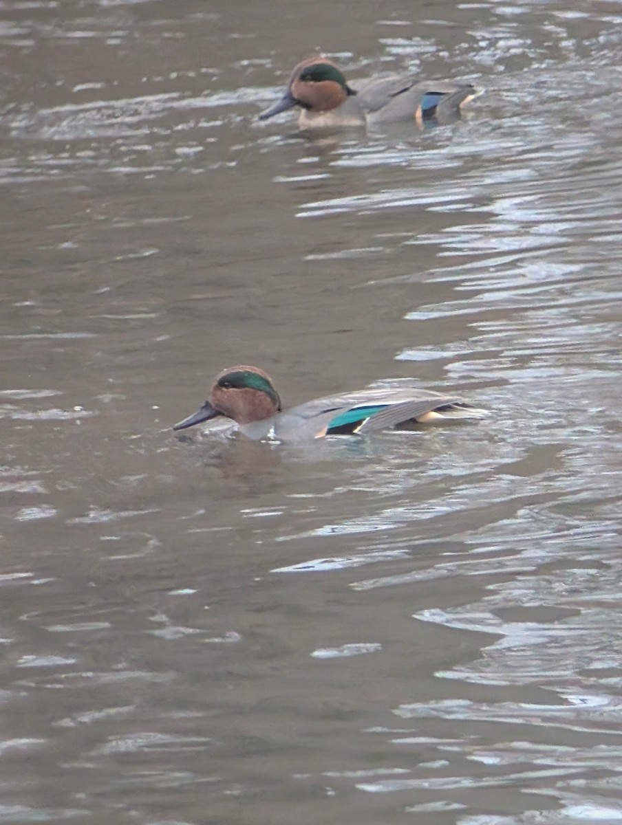 Green-winged Teal - ML646539869